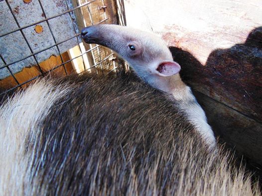 Baby Lesser Anteater