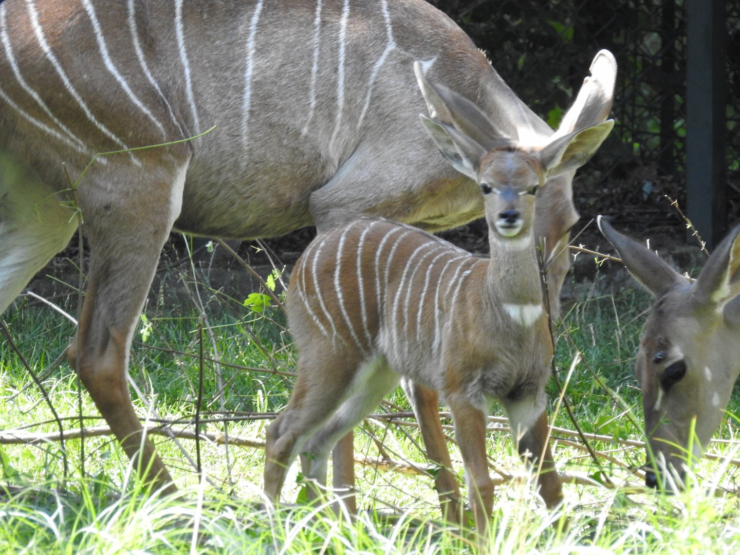 Baby Lesser kudu