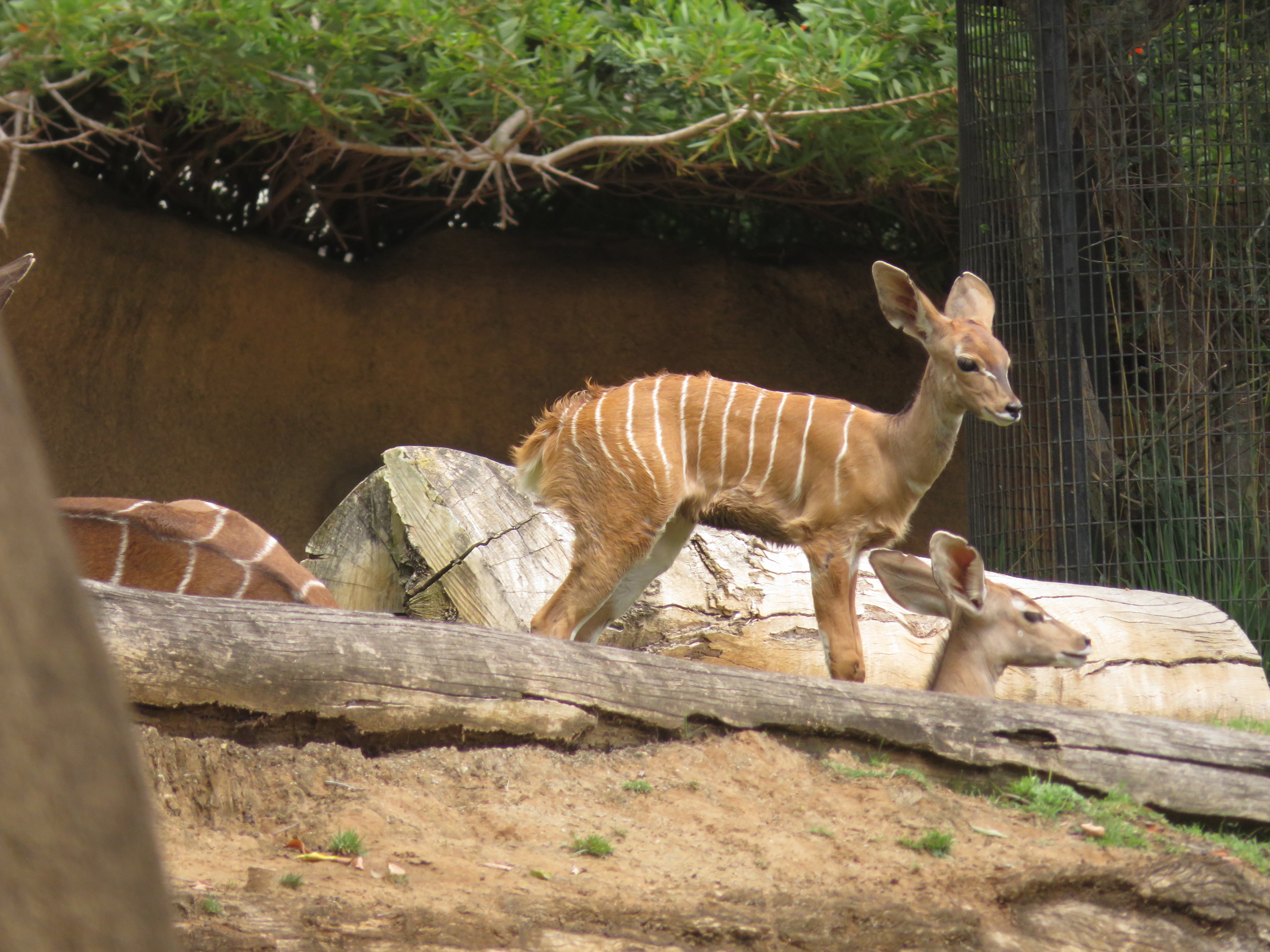 Baby Lesser Kudu