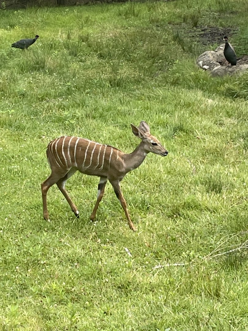Baby Lesser Kudu