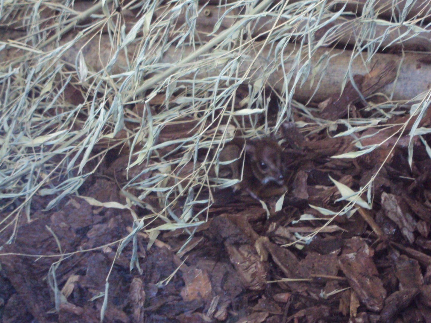 Baby Lesser Malayan Mouse Deer 03/01/2020