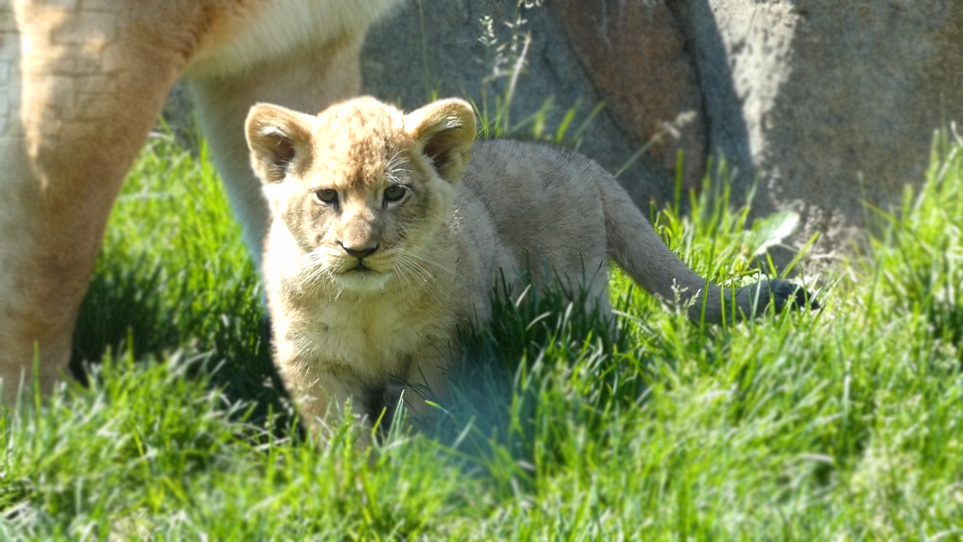 Baby Lion Cub Pilipili, Pepper Family Wildlife Center - May 2022