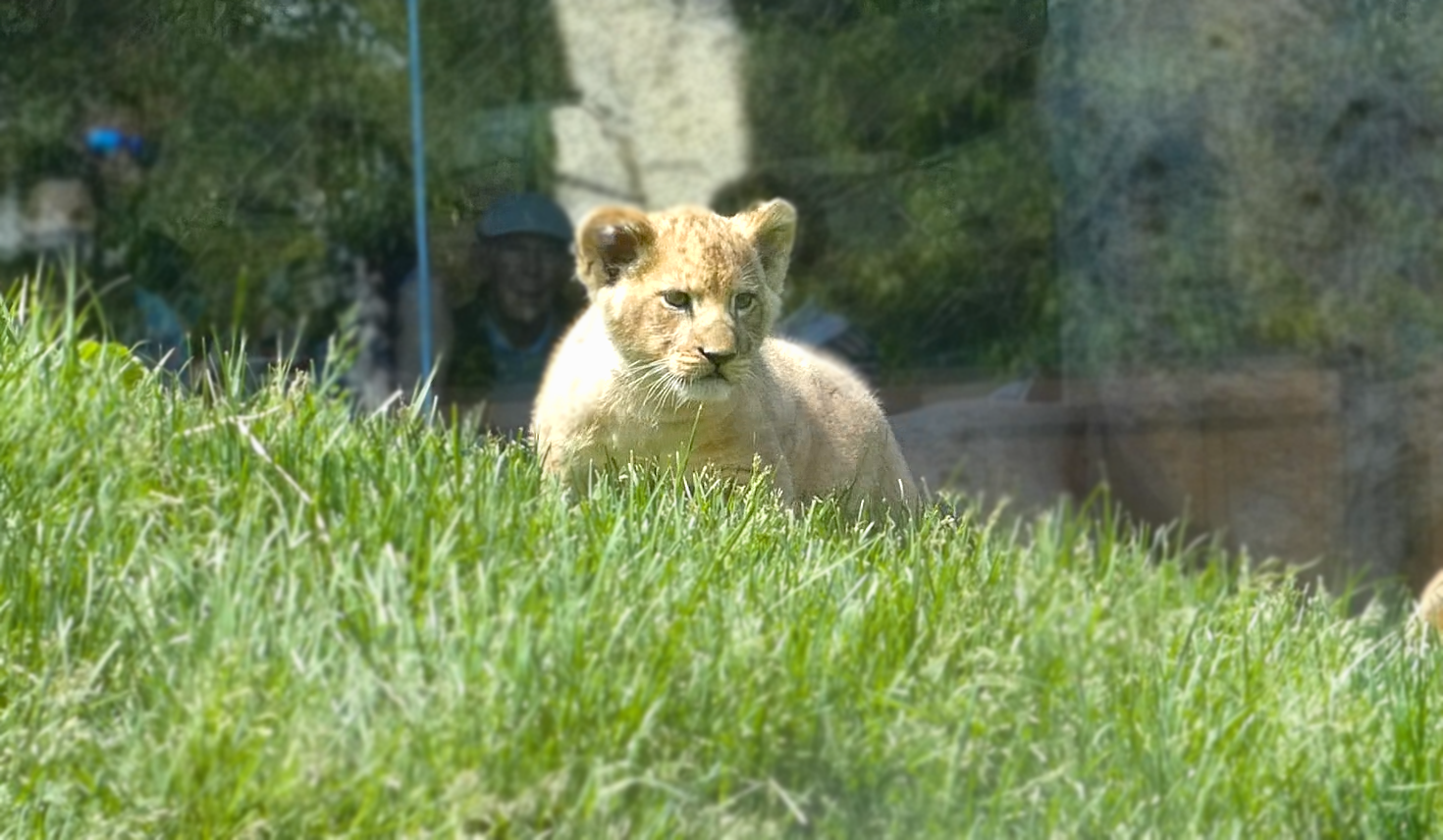 Baby Lion Cub Pilipili, Pepper Family Wildlife Center - May 2022