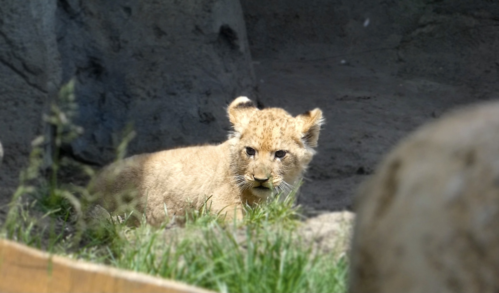 Baby Lion Cub Pilipili, Pepper Family Wildlife Center - May 2022