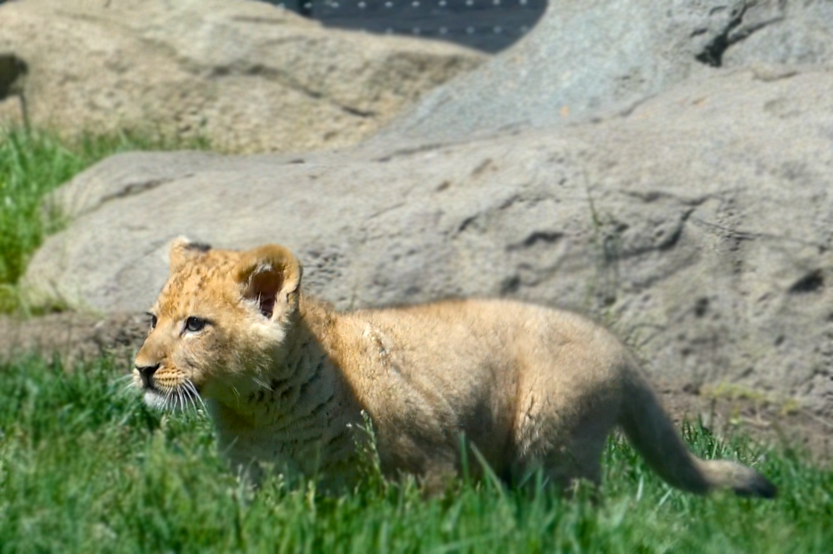 Baby Lion Cub Pilipili, Pepper Family Wildlife Center - May 2022