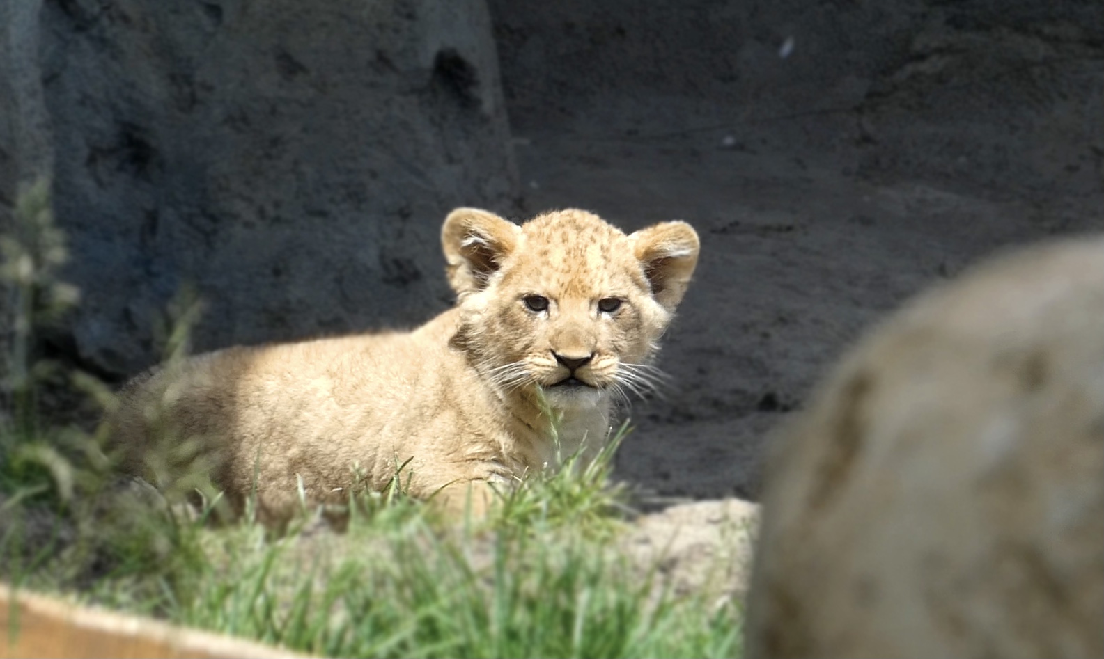 Baby Lion Cub Pilipili, Pepper Family Wildlife Center - May 2022