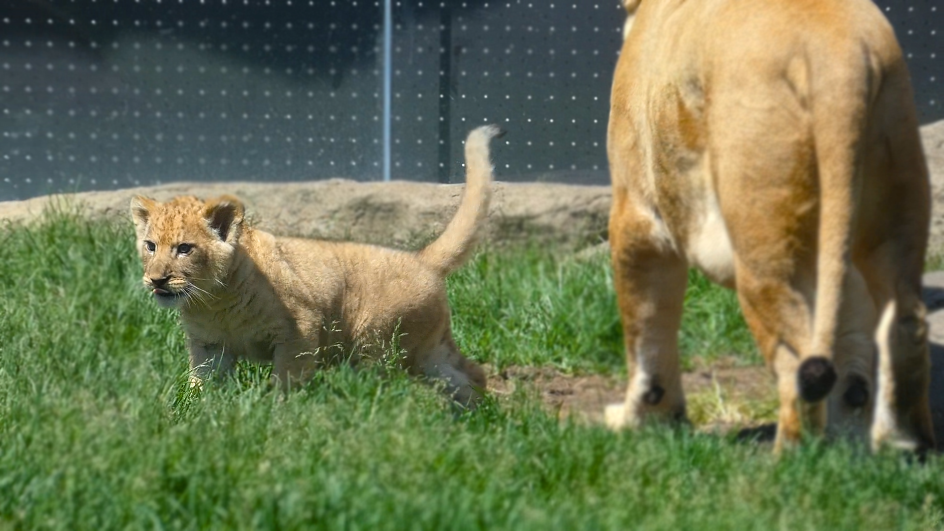 Baby Lion Cub Pilipili, Pepper Family Wildlife Center - May 2022