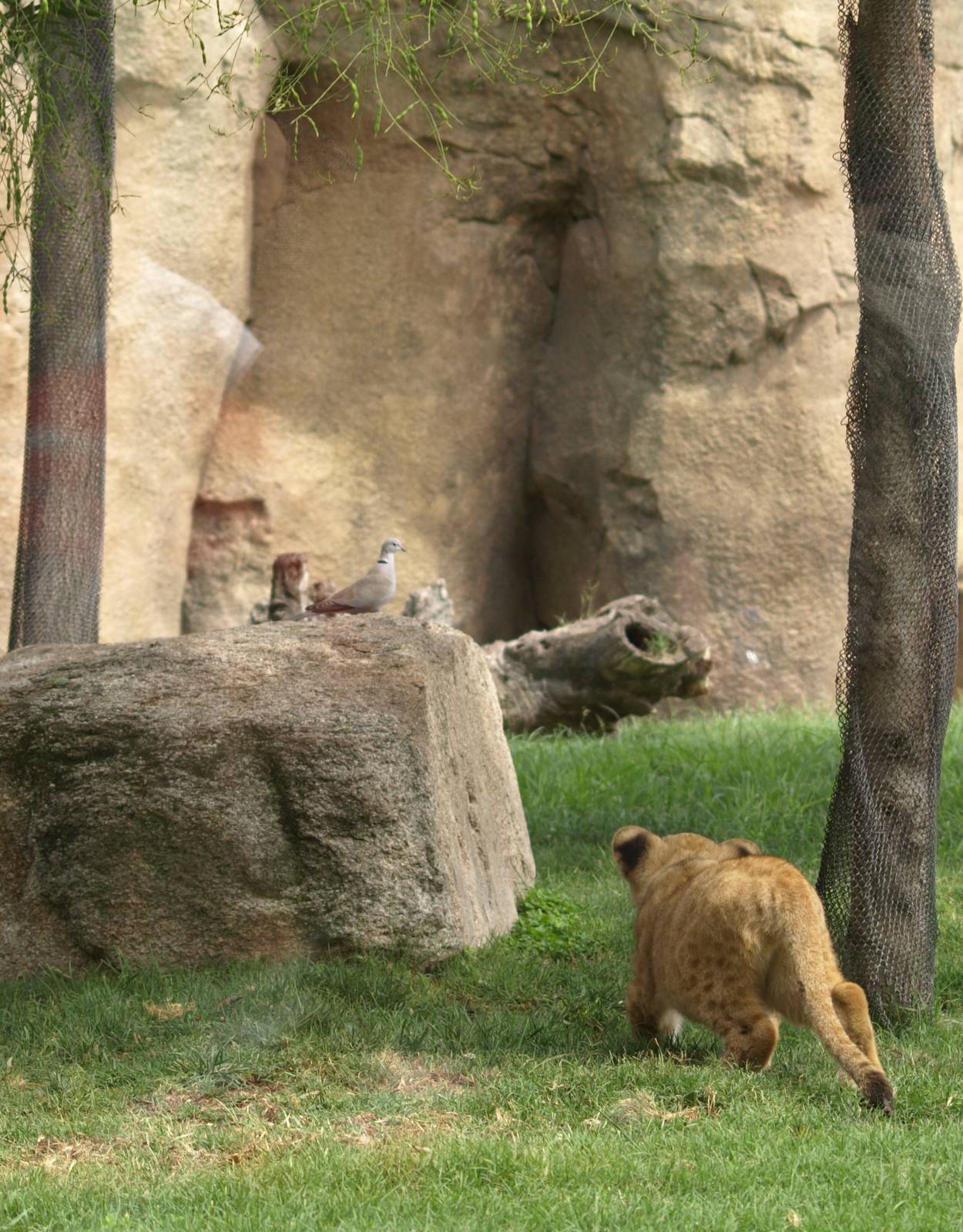 Baby lioness trying to catch a collared dove (sequence) 2