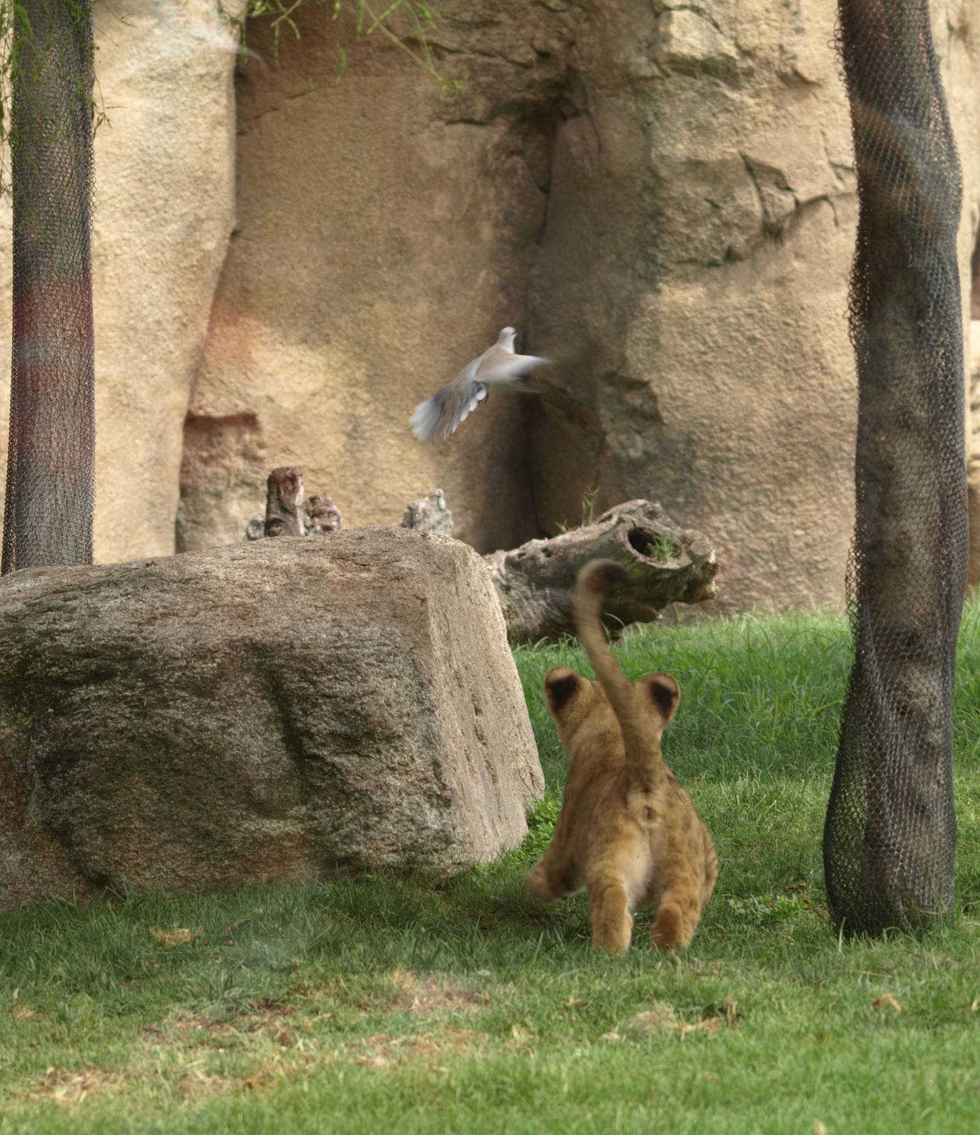 Baby lioness trying to catch a collared dove (sequence) 3