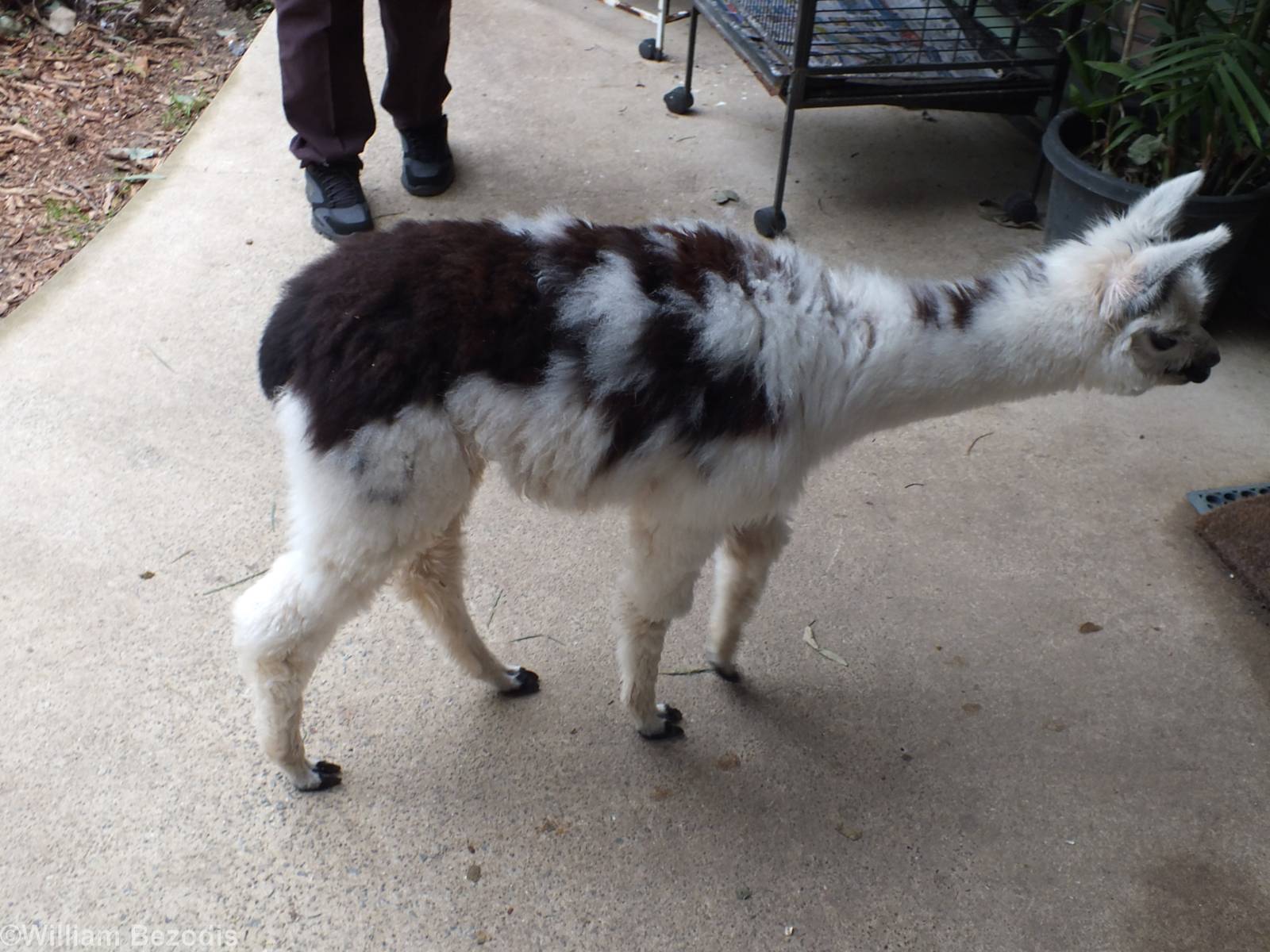 Baby Llama in the Koala Area - Cohunu Koala Park