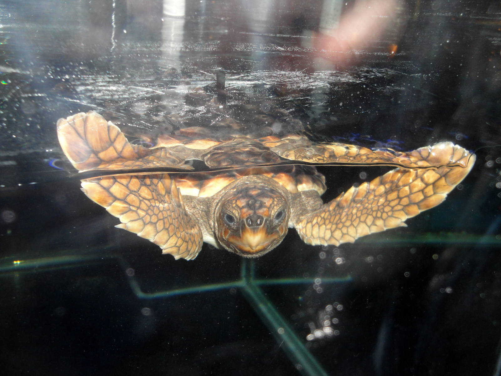 Baby Loggerhead Sea Turtle