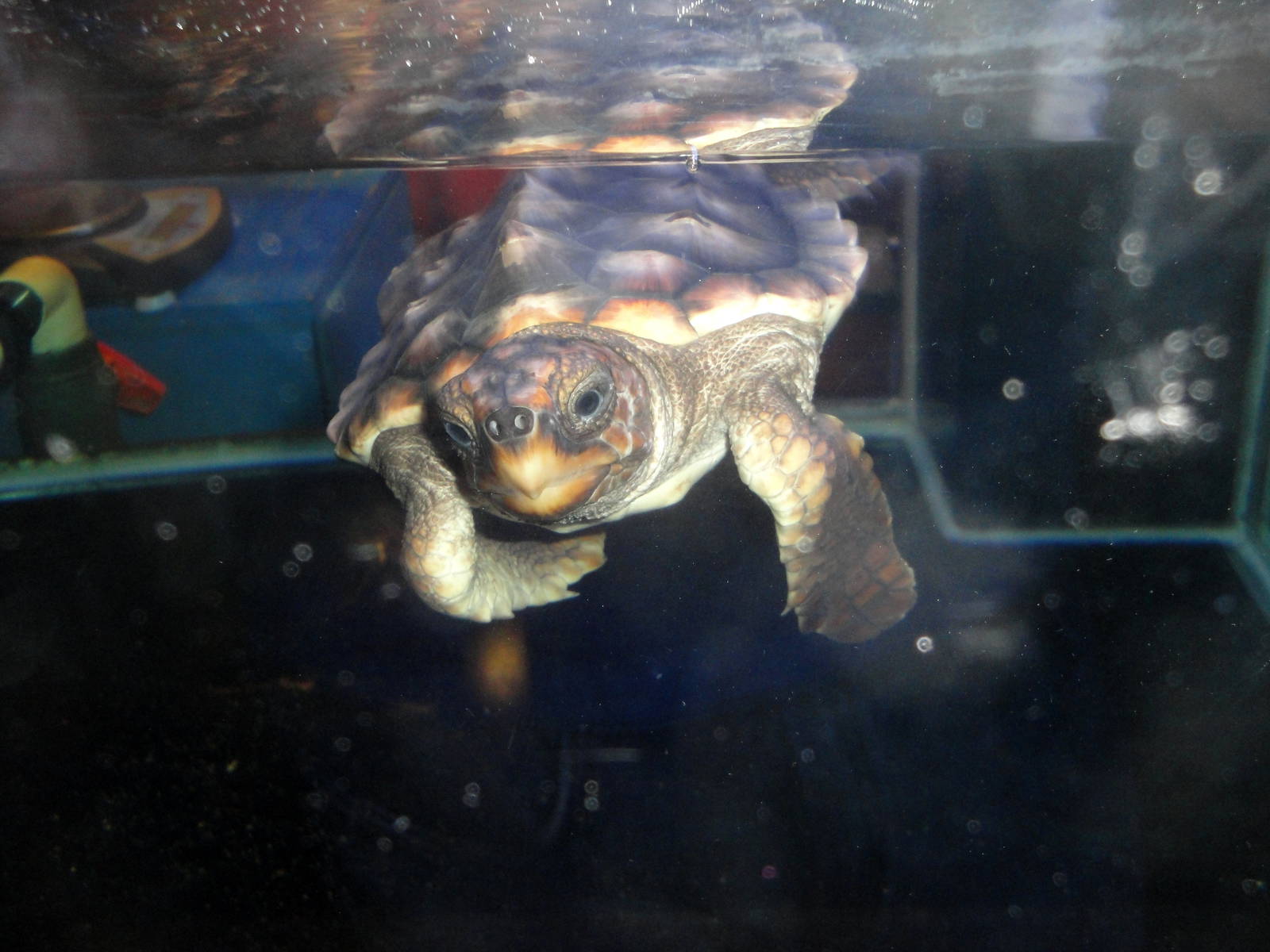 Baby Loggerhead Sea Turtle