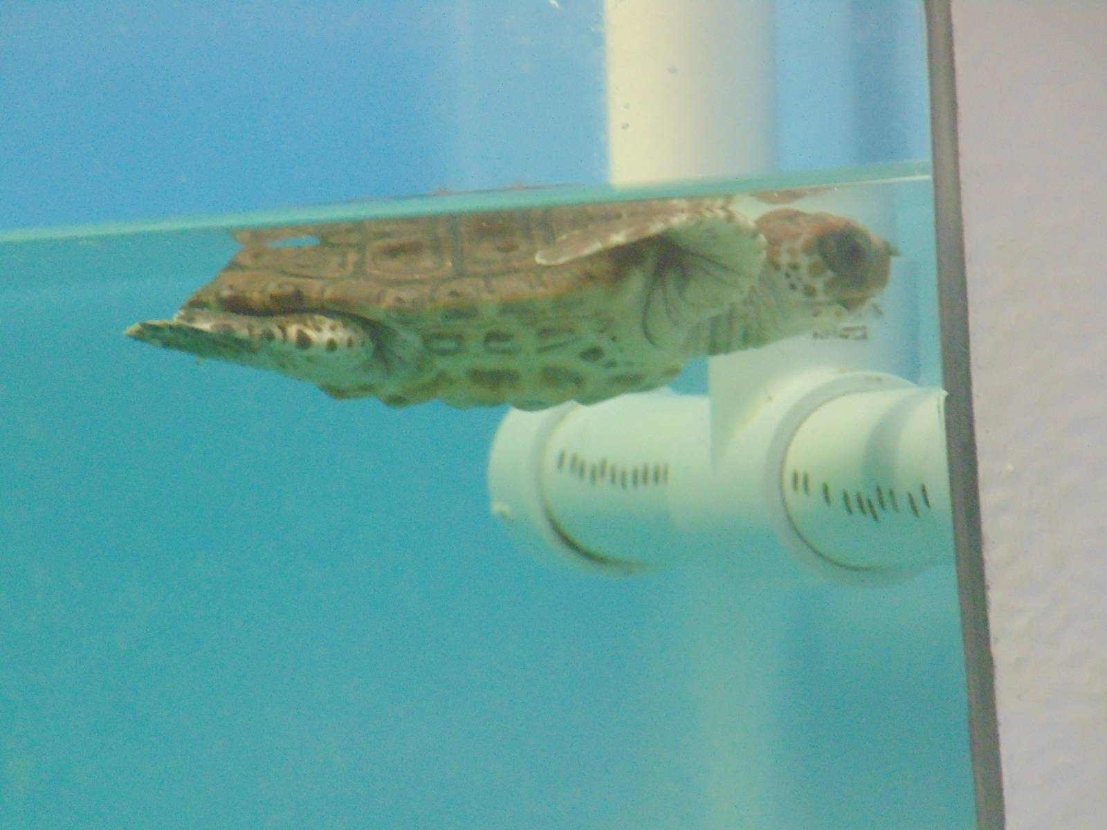 Baby Loggerhead Sea Turtle