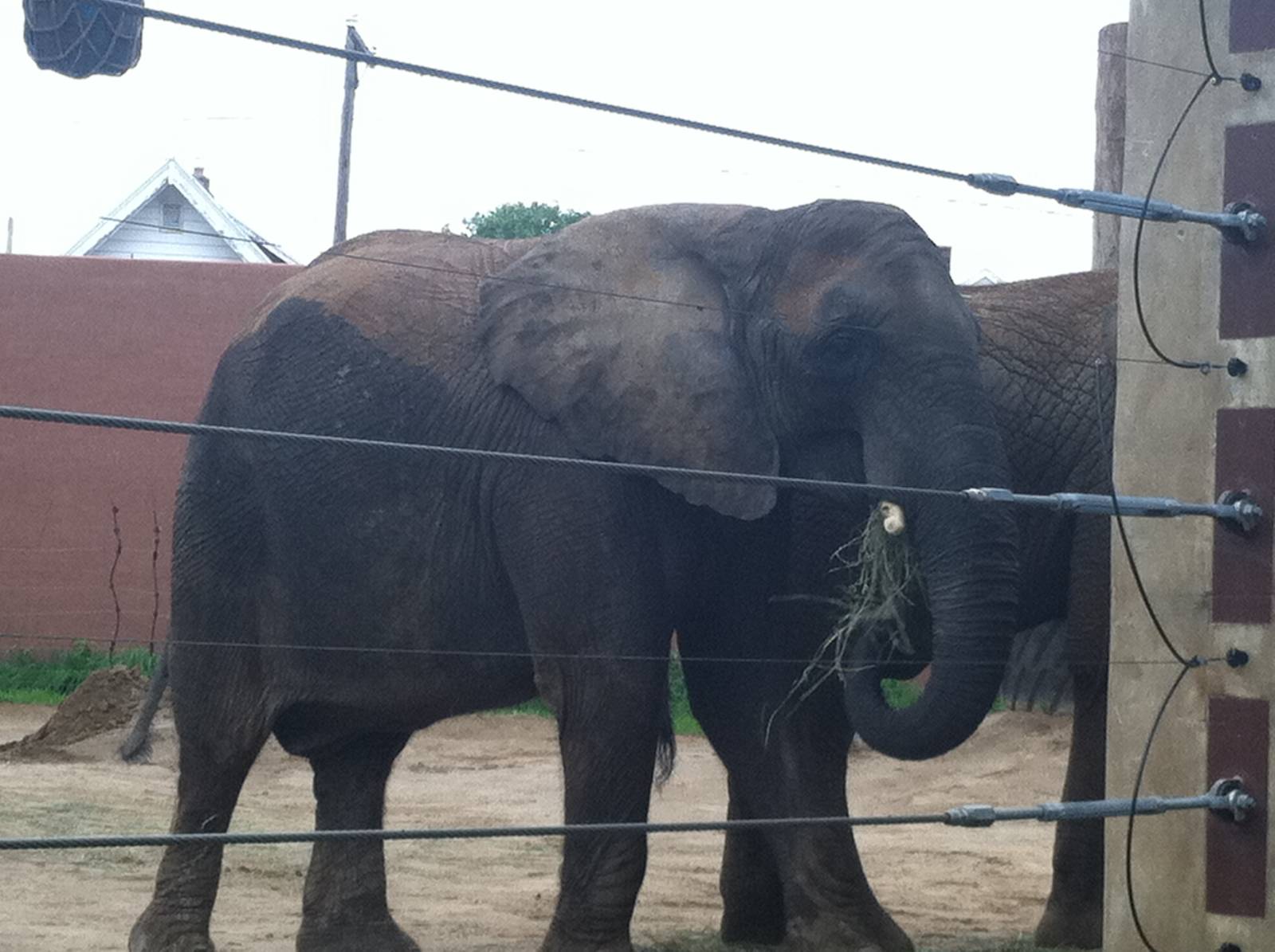 Baby Louie, not such a baby any more