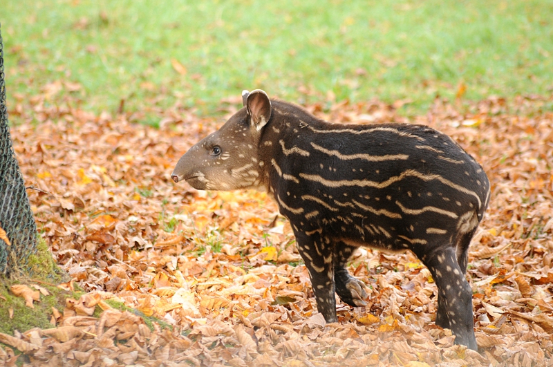 Baby lowland Tapir at Dortmund