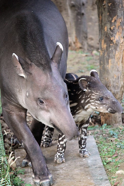 Baby Lowland tapir born at Seoul Zoo.