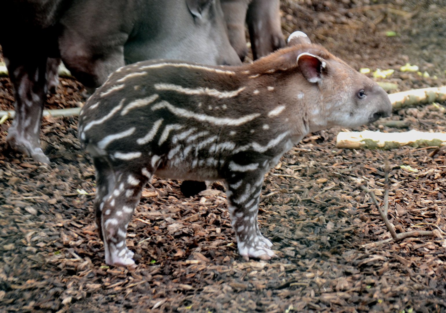 Baby Lowland Tapir outside this morning 22 02 2020