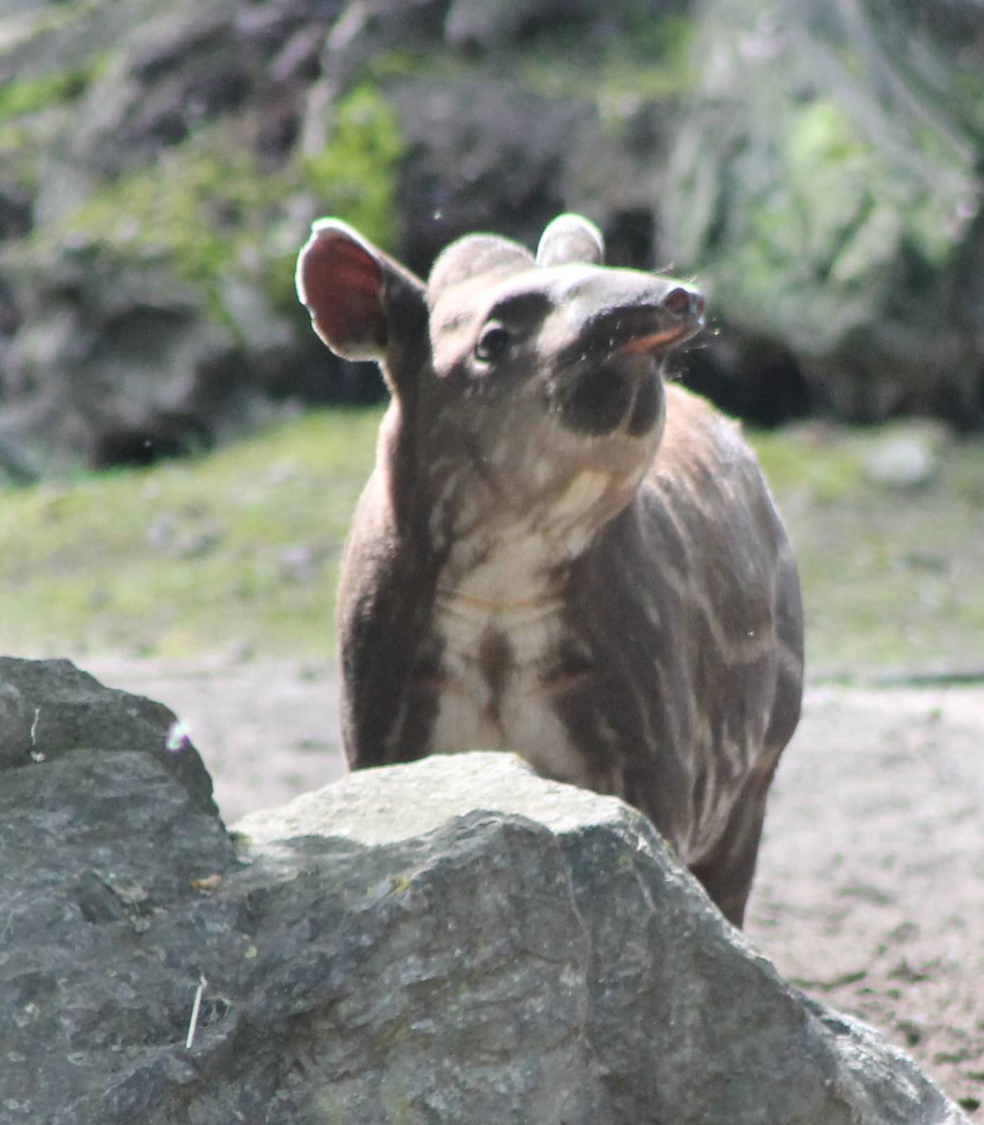 Baby Lowland tapir