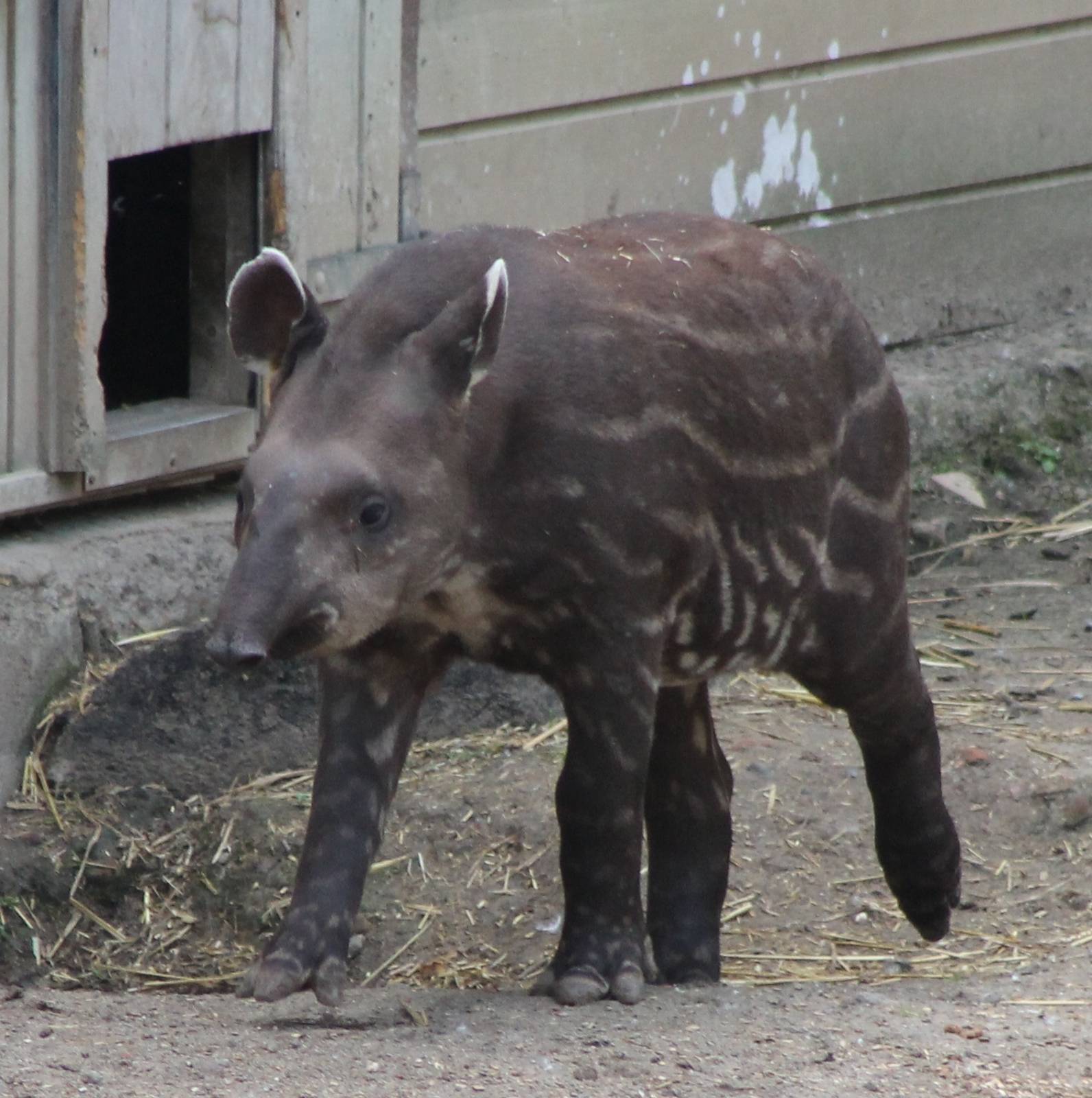 Baby Lowland tapir