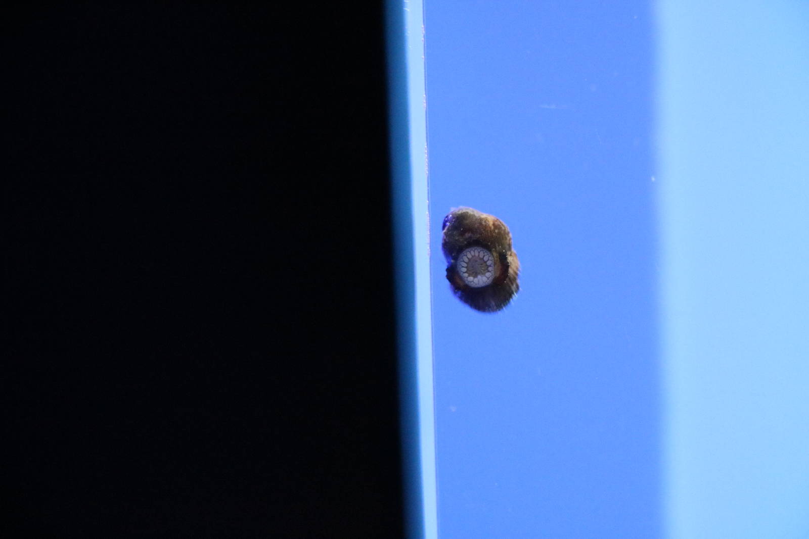 Baby lumpfish - Sunshine Aquarium Tokyo, February 2016