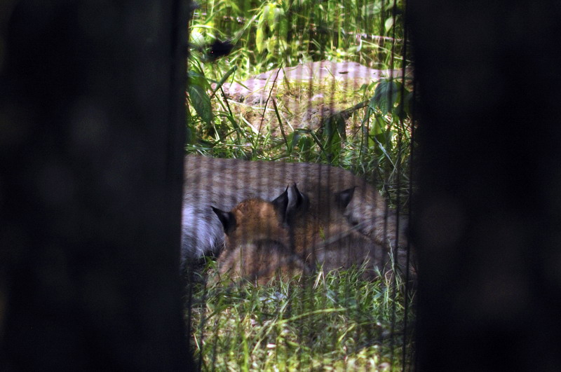 Baby lynx at Wildpark Schwarze Berge