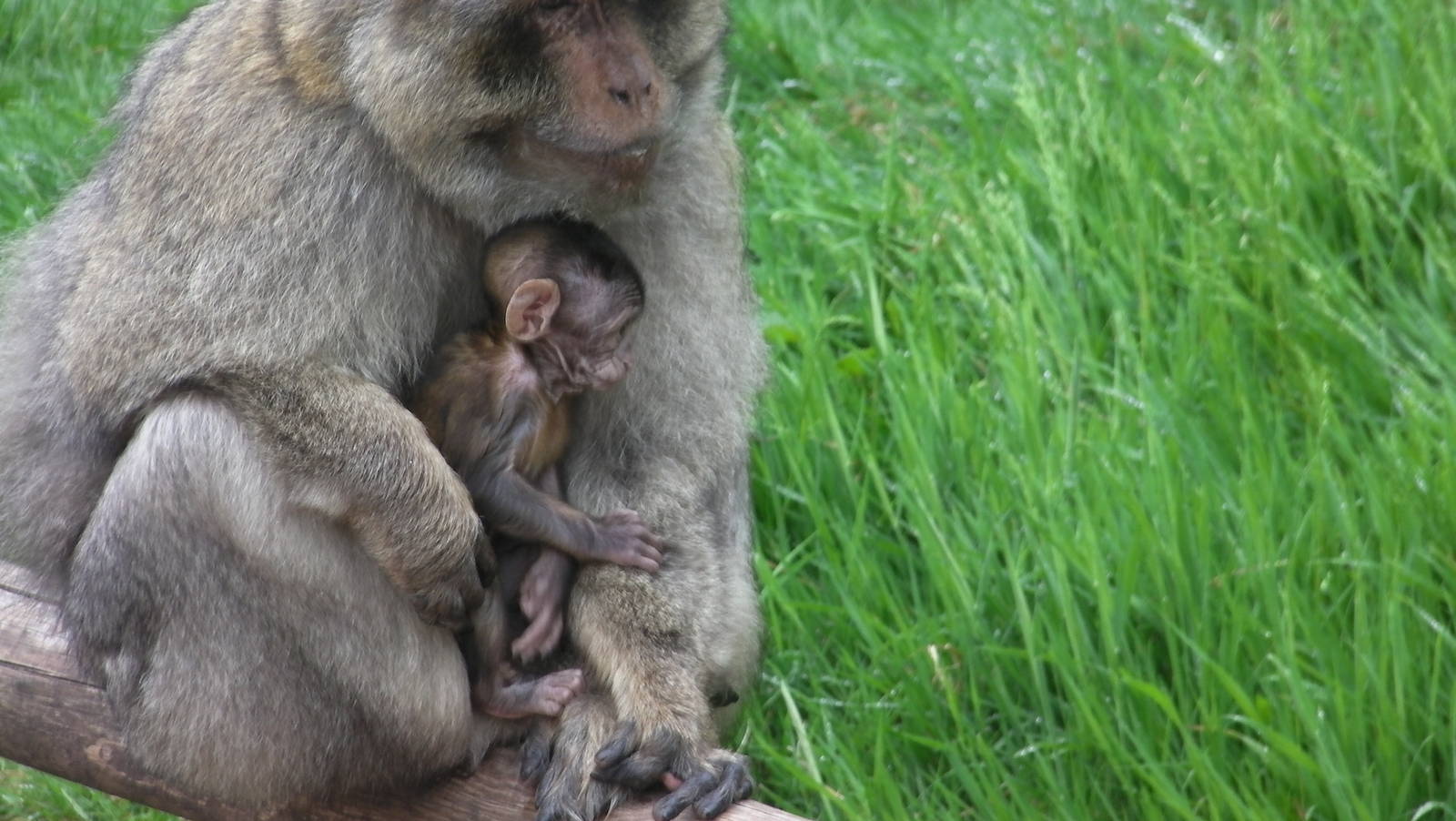Baby Macaque - 02.06.2012
