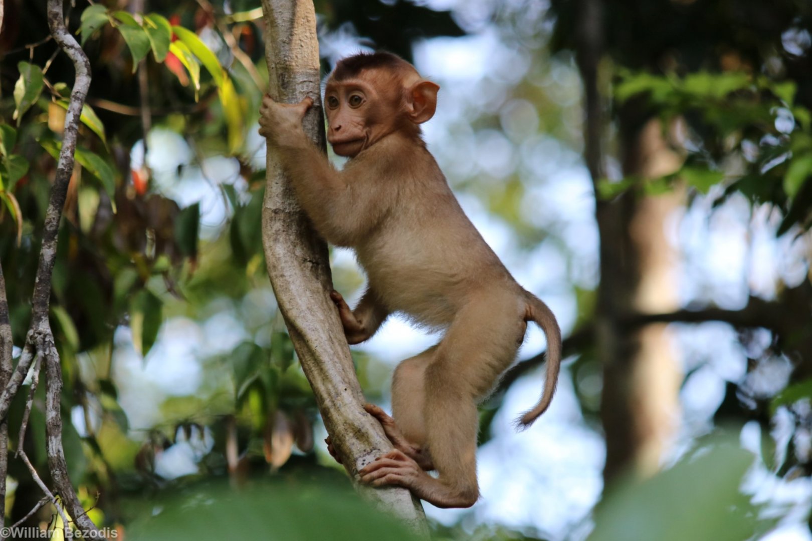 Baby Macaque - Kinabatangan