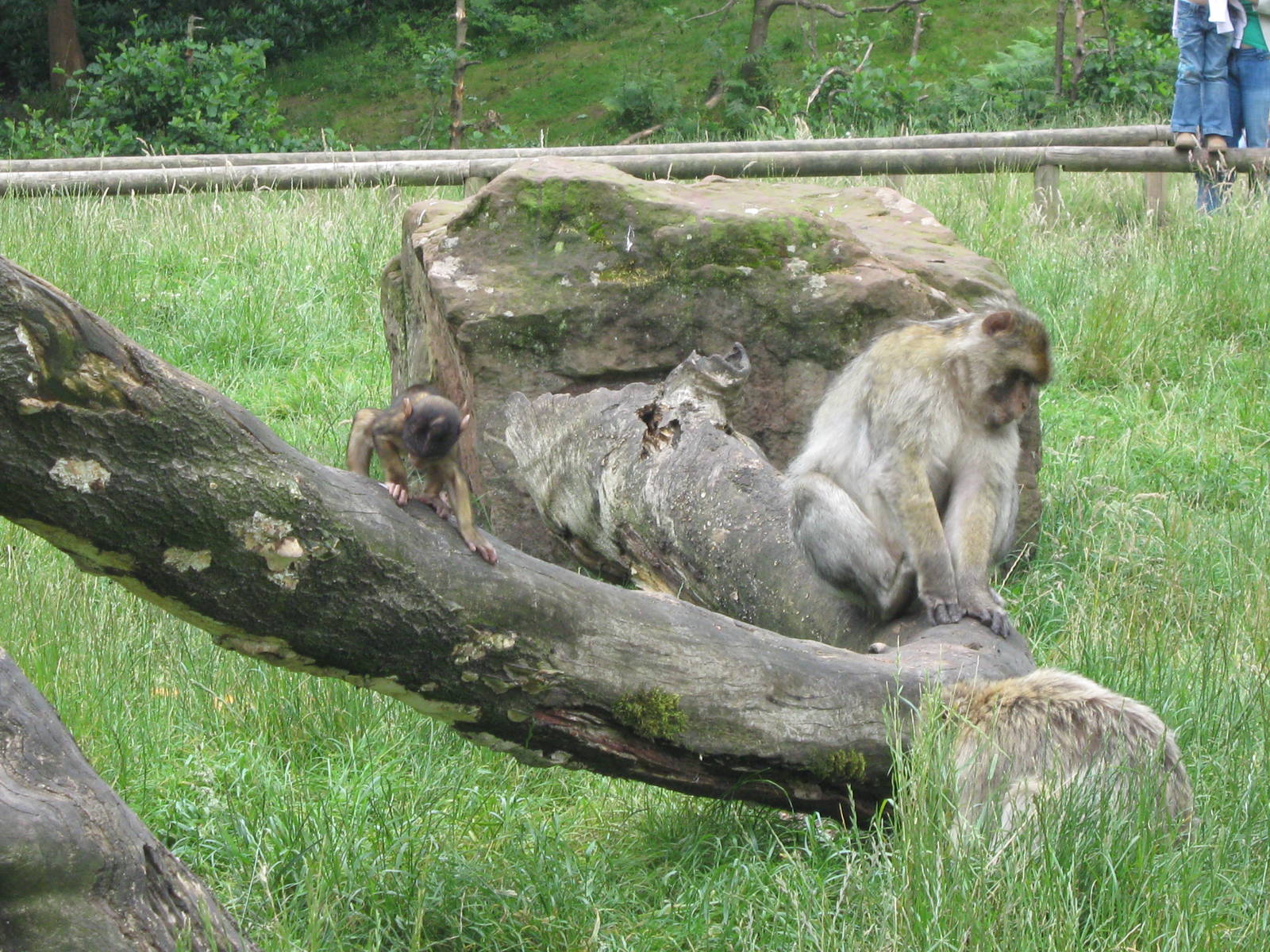 Baby Macaque with family - Spring babies photo competion