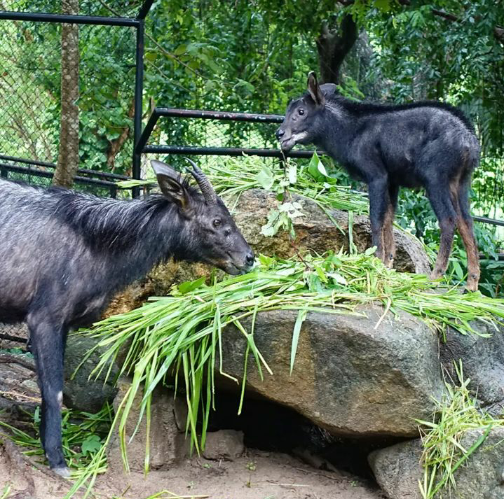 Baby mainland serow