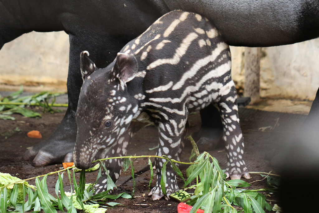 baby Malayan Tapir at Chester 25/07/2016