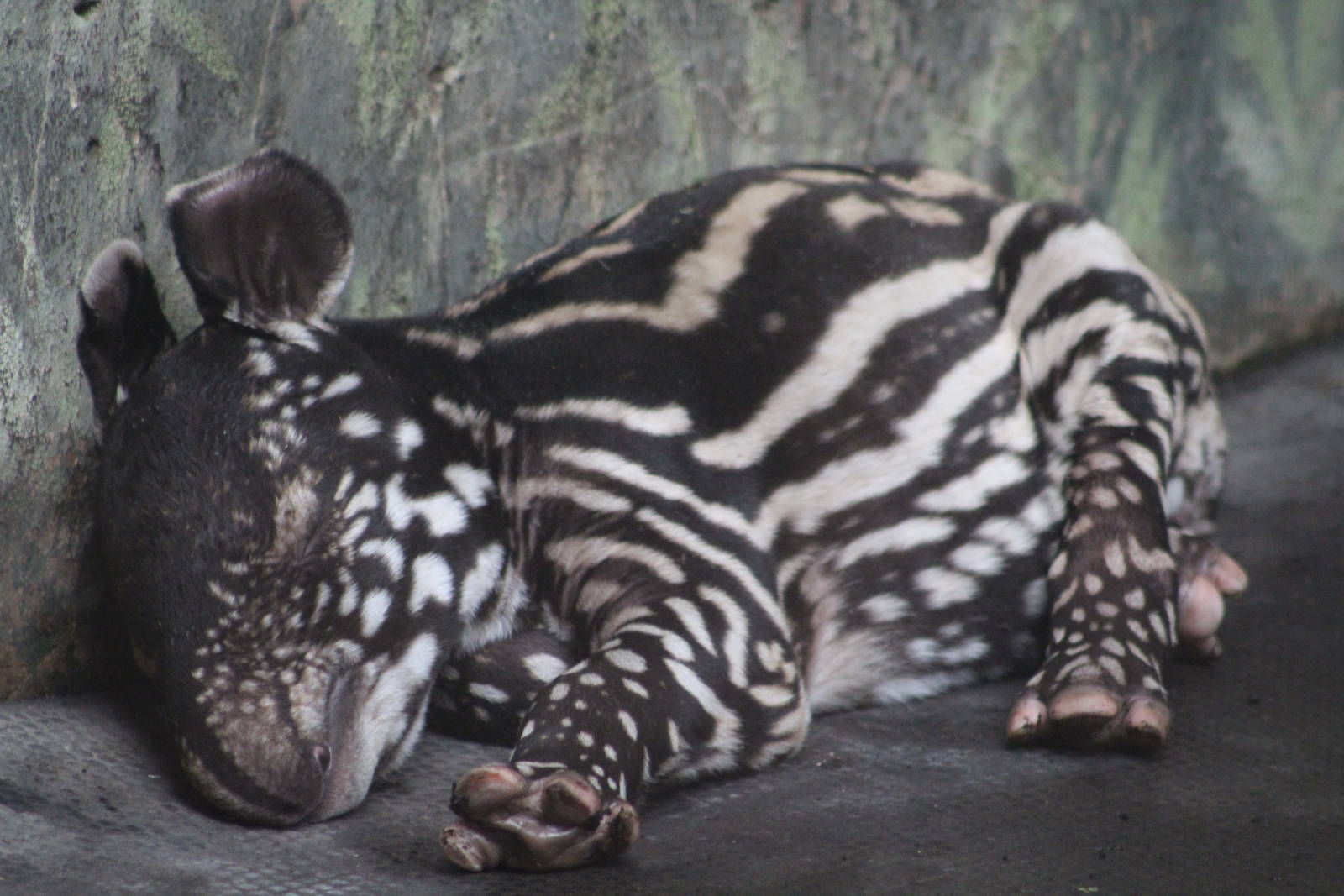 baby Malayan Tapir (Tapirus indicus) Chester Zoo 20th July 2016