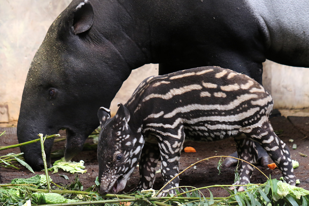 Baby Malayan Tapir with mother at Chester 25/07/2016