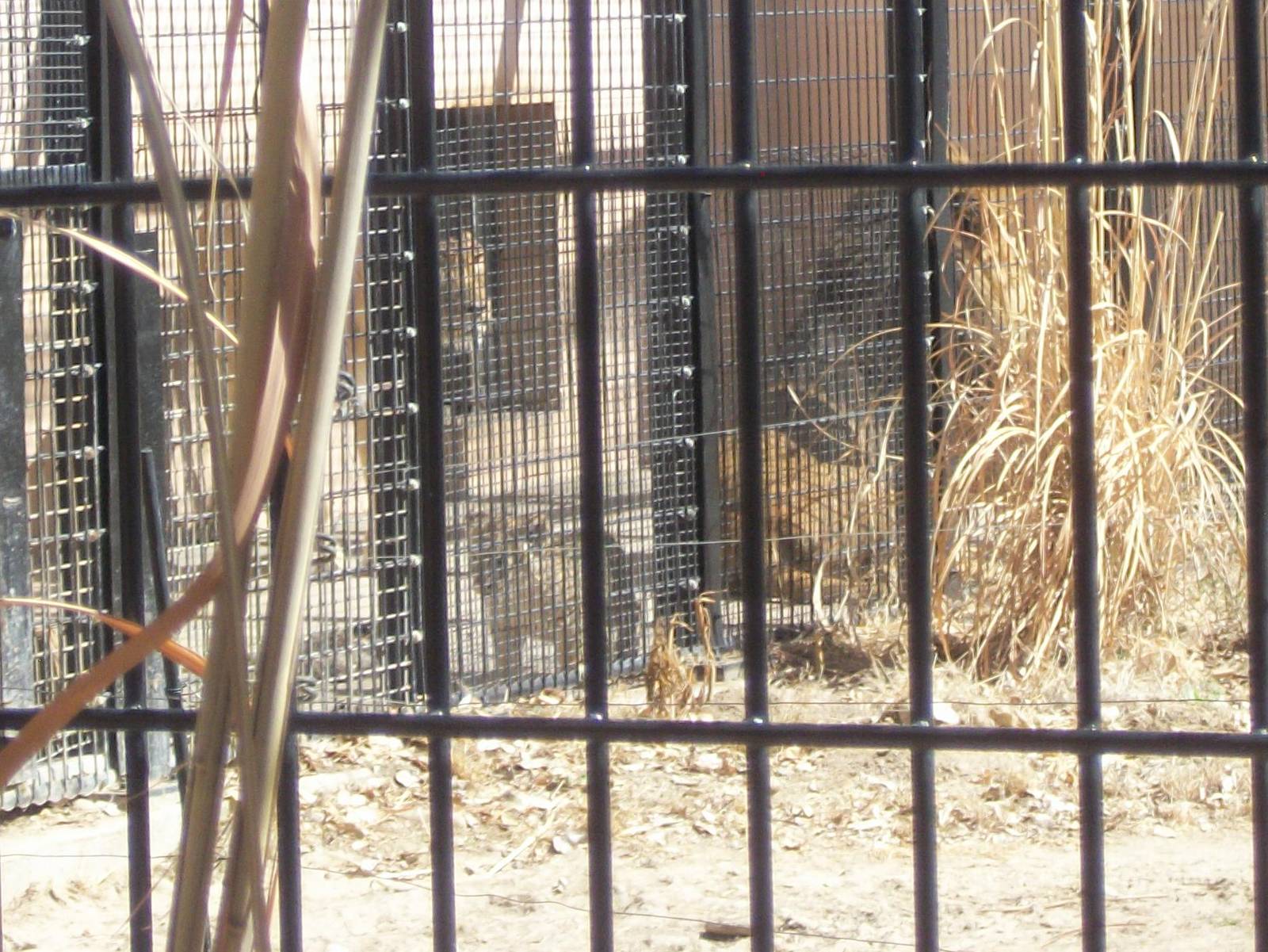 Baby Male African Lion! Pueblo Zoo 3/16/16