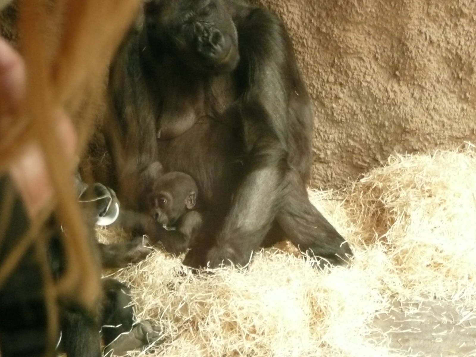 Baby male gorilla Nuru with mother Kijuvu