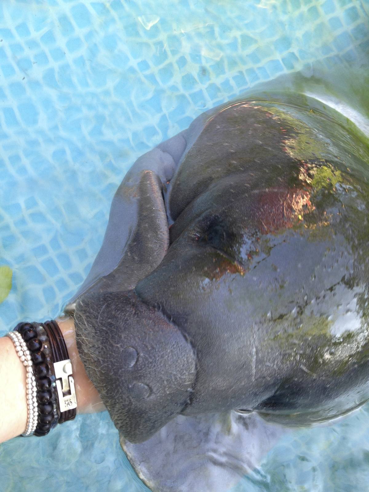 Baby manatee. Rescue
