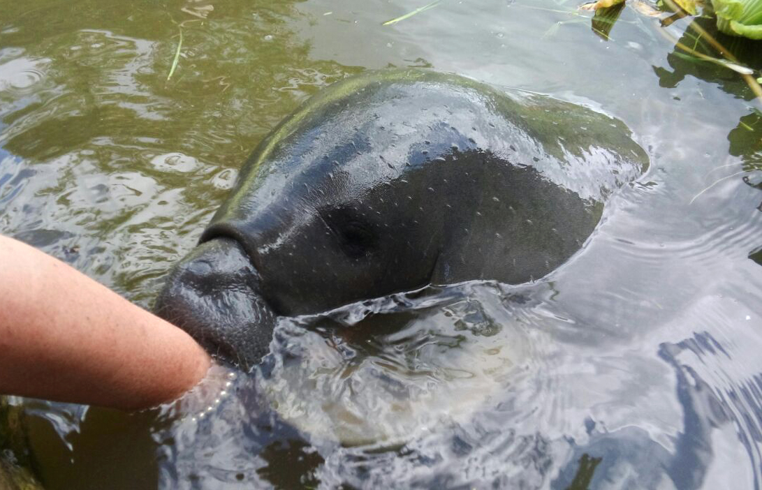 Baby manatee. Rescue