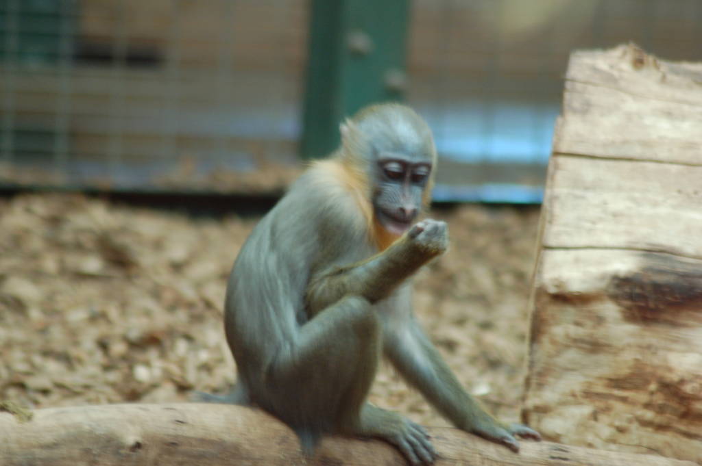 Baby Mandrill
