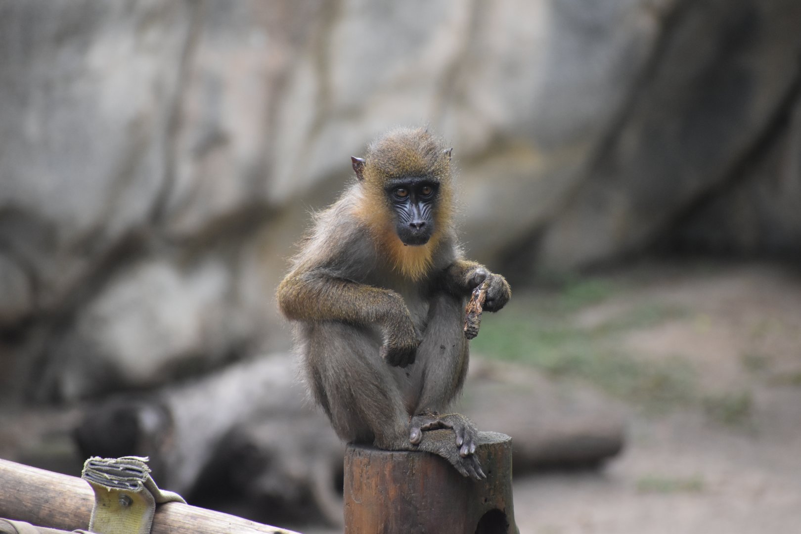 Baby Mandrill