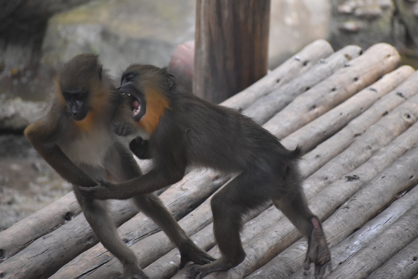 Baby Mandrills