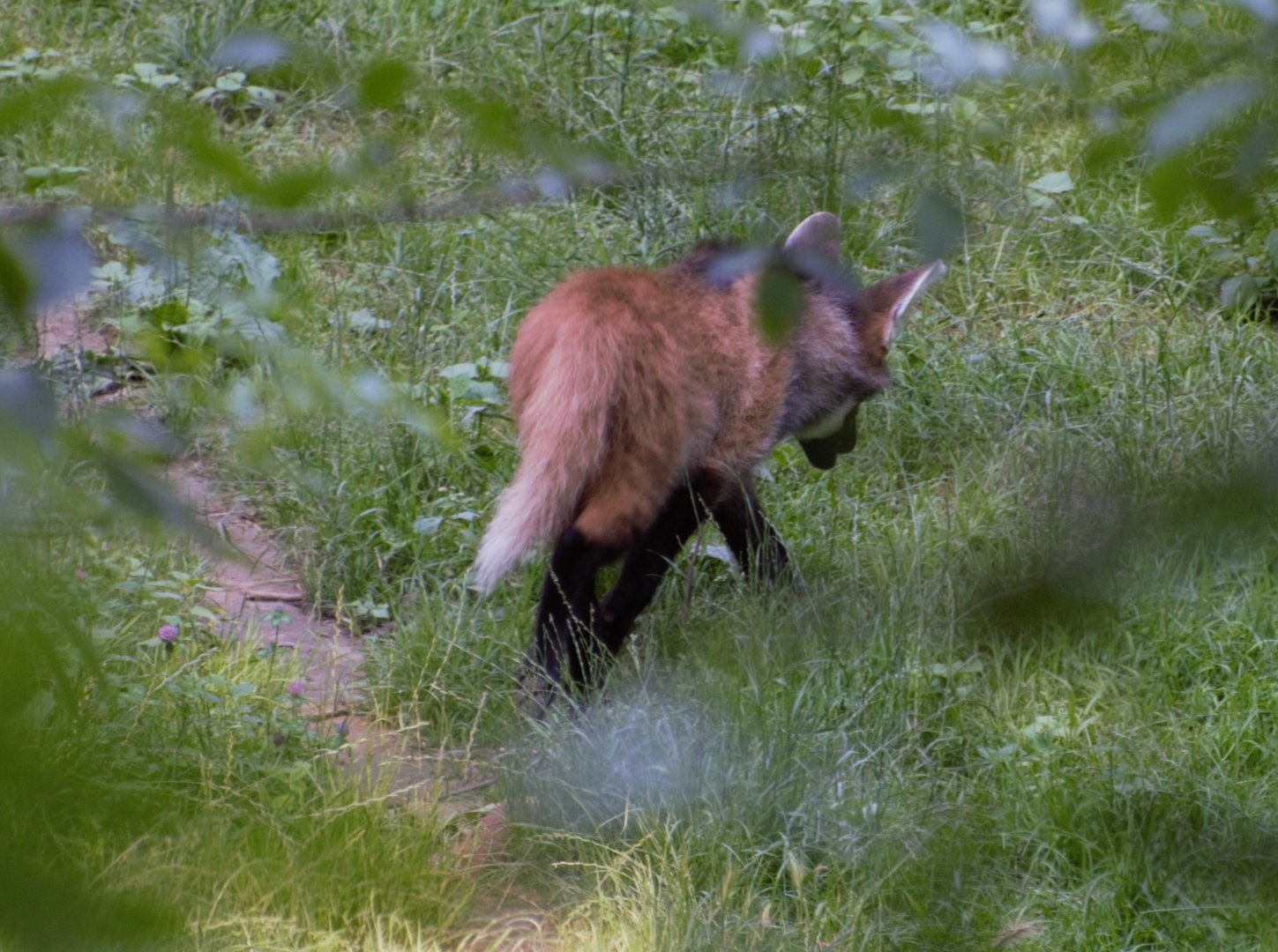 Baby maned wolf