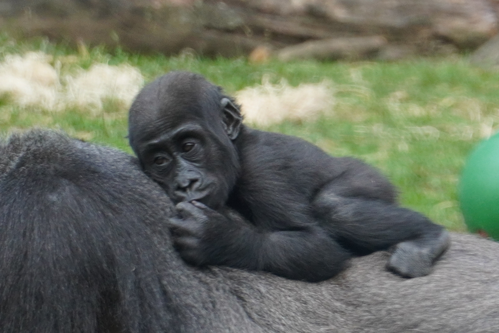 Baby “Mara”, Western Lowland Gorilla