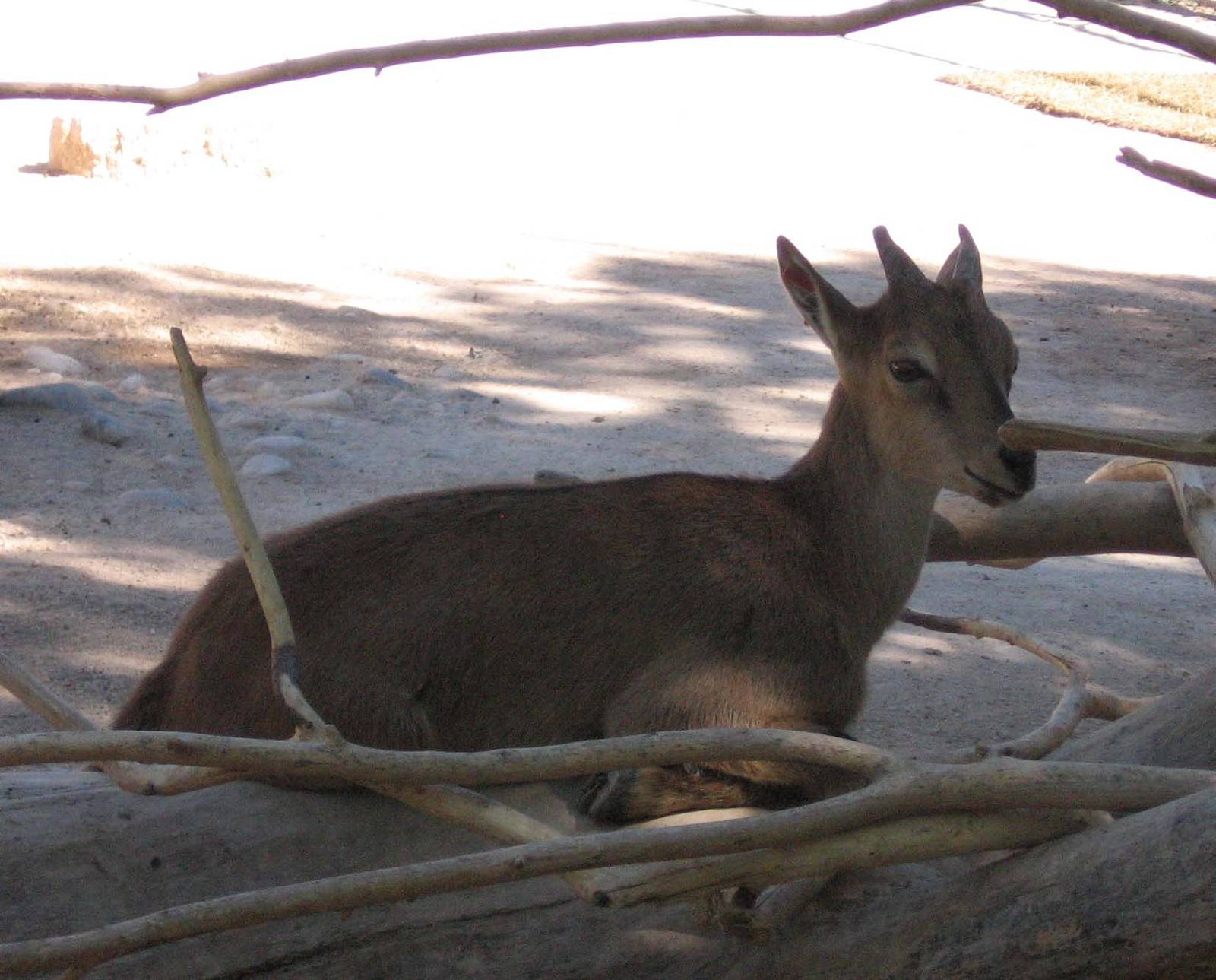 Baby Markhor