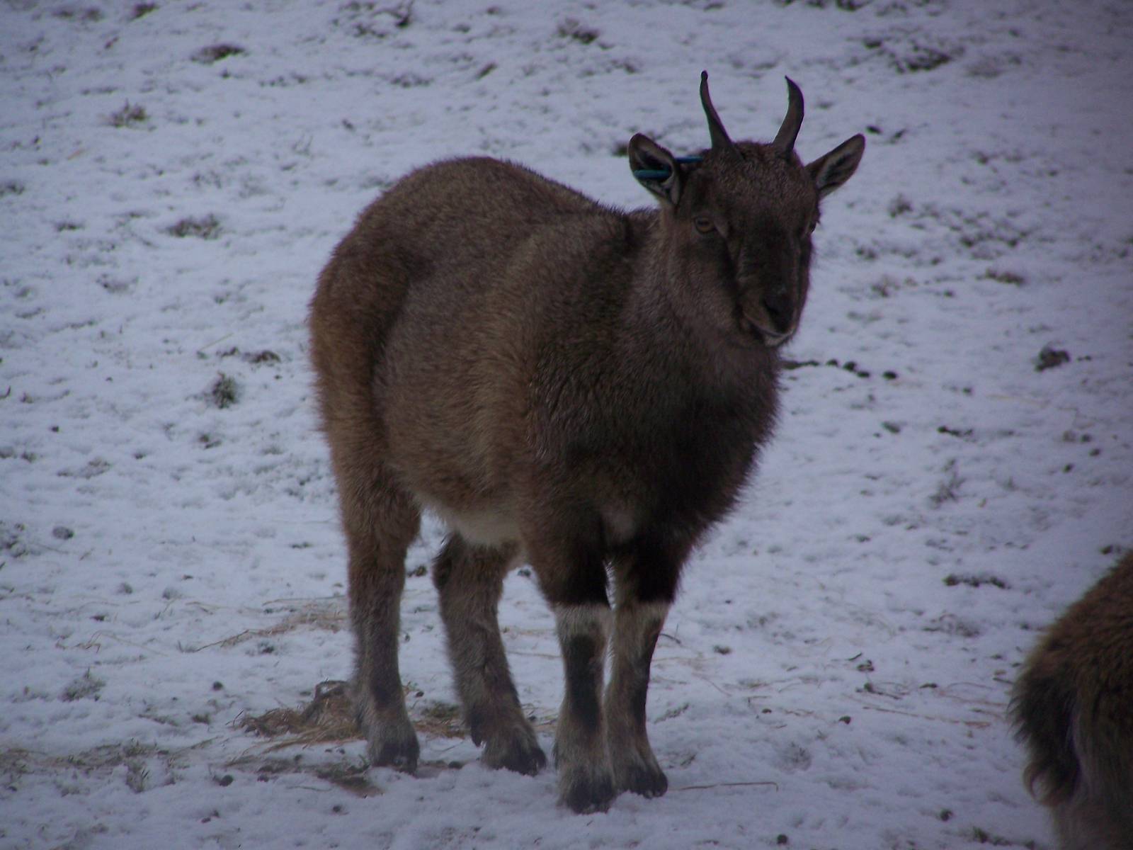 Baby Markhor