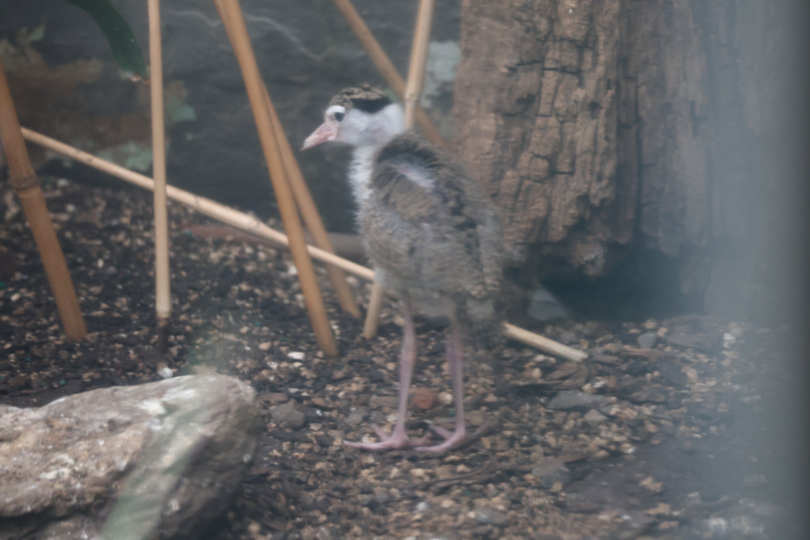 Baby masked lapwing (Vanellus miles) in Aquatic Bird House