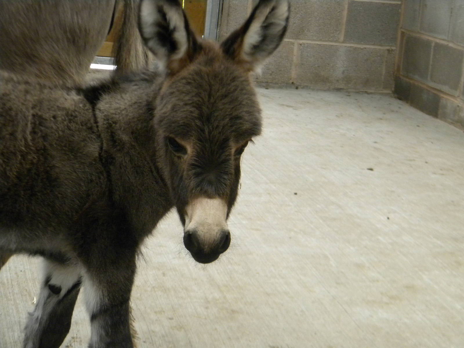 Baby Meditterean Minature Donkey at Blackpool Zoo 12/09/11