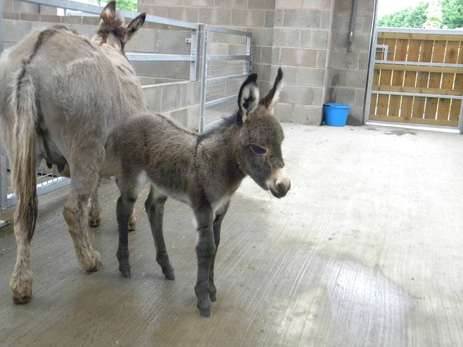 Baby Meditterean Minature Donkey at Blackpool Zoo 12/09/11