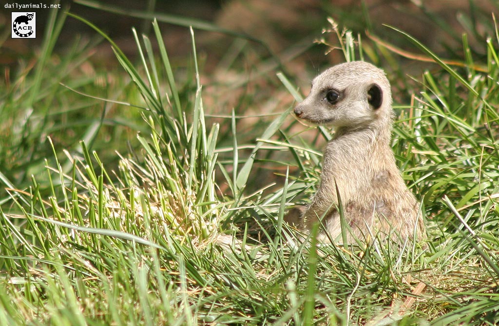 Baby meerkat, April 2005