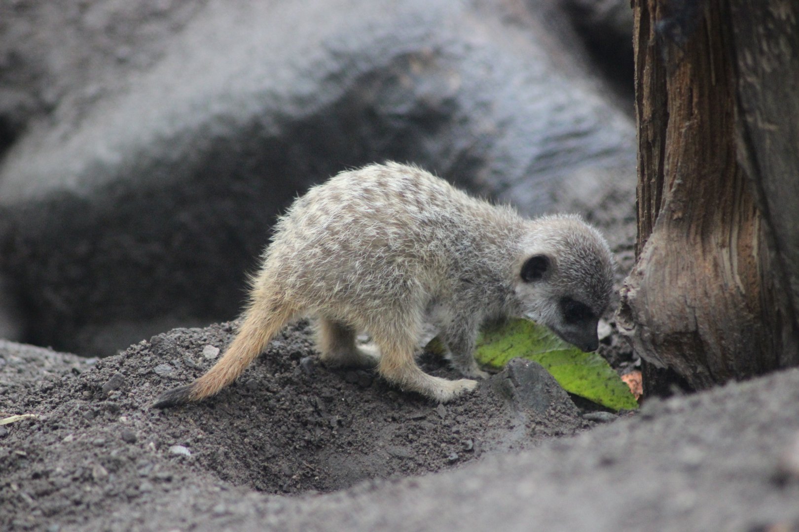 Baby Meerkat comes out to play