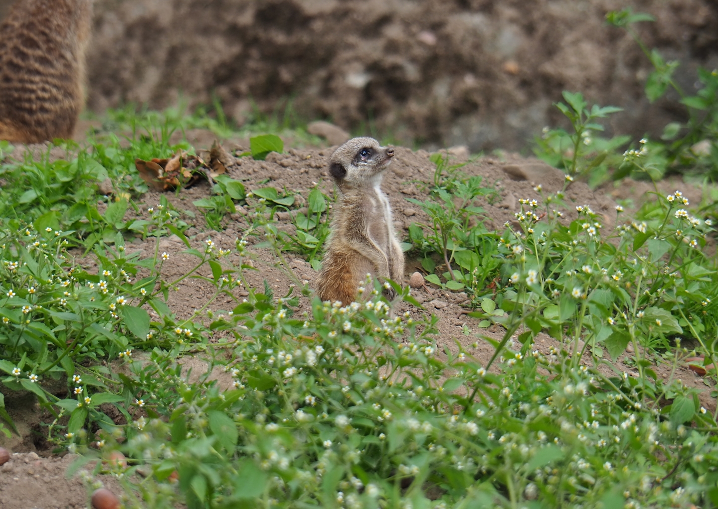 Baby meerkat (Suricata suricatta), Sep 16th, 2018