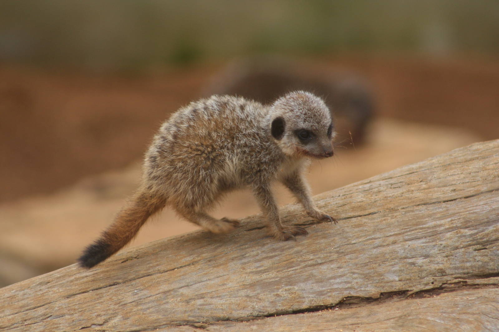 Baby meerkat